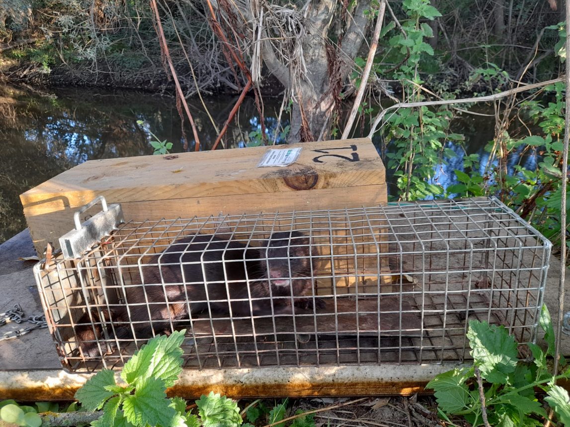 Amenazas – Lo más destacado