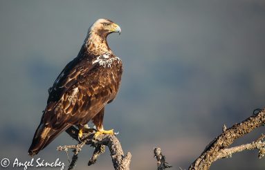 Águila imperial - Biotrans