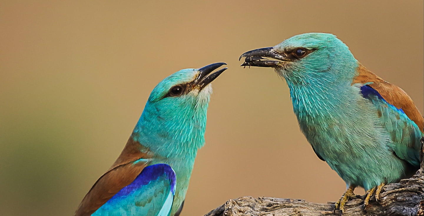 Carraca Europea - Biotrans