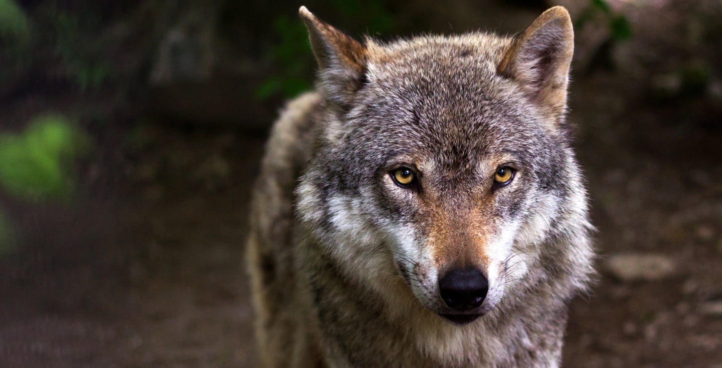 Lobos - Biotrans