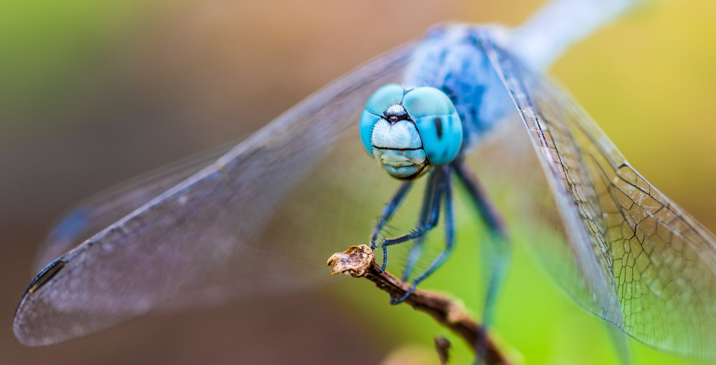 Libélulas - Biotrans