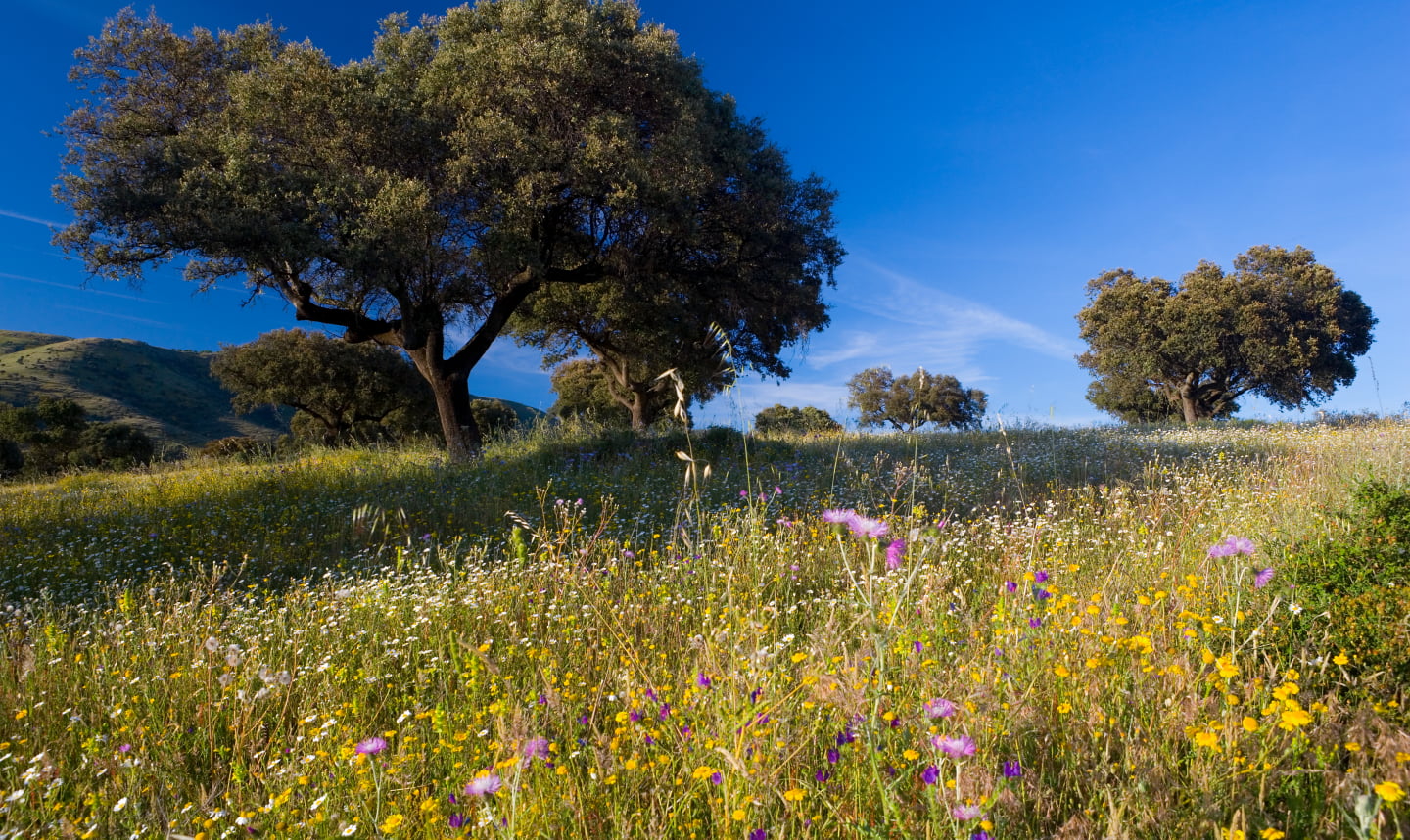 Espacio protegido - Biotrans